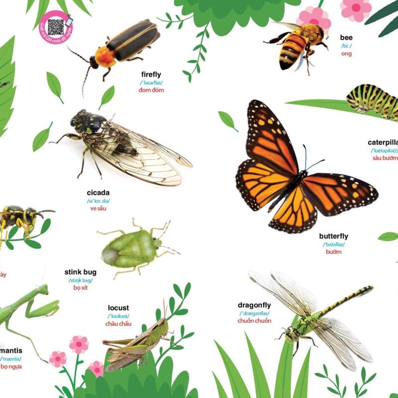 BÉ CHINH PHỤC TIẾNG ANH THEO CHỦ ĐỀ