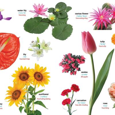 BÉ CHINH PHỤC TIẾNG ANH THEO CHỦ ĐỀ